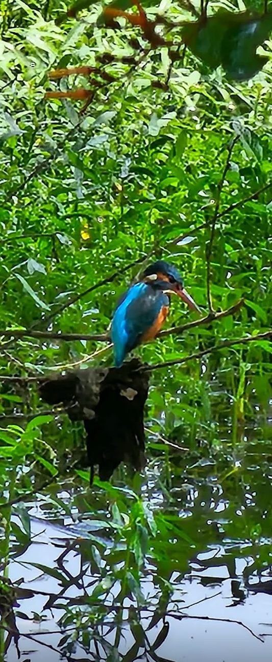 A kingfisher by the stream, actual site photo