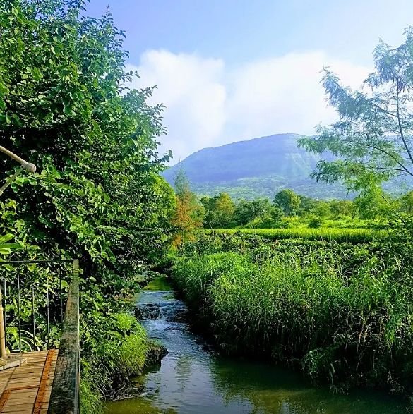 The stream from the deck, actual site photo